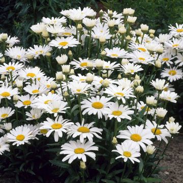 Leucanthemum Alaska V