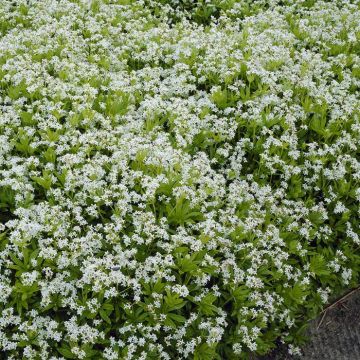 Galium Odoratum 9 cm pot