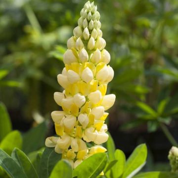 Lupinus Desert Sun(Lupine G.Yellow)