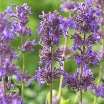 Nepeta racemosa Grog