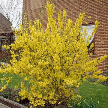 Forsythia x intermedia Weekend 17 cm pot
