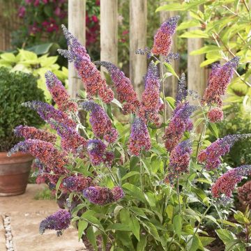 Buddleja bicolor Flowerpower