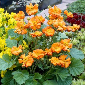 Geum coccineum Borisii P15