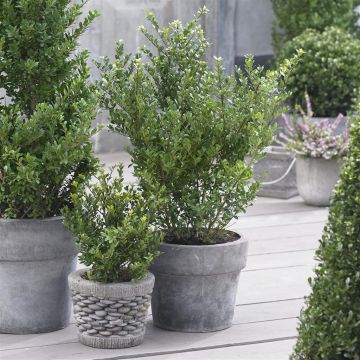 Ilex Crenata Luxus Globe 11 cm pot