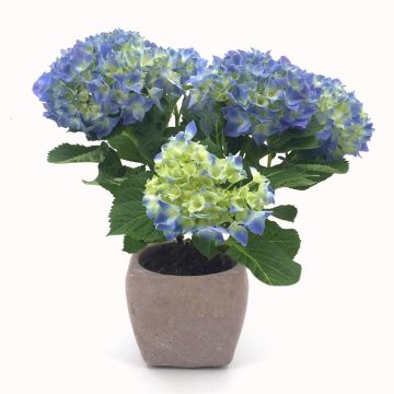 KamerhortensiaPotBlauw