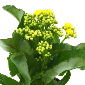 Kalanchoe Yellow