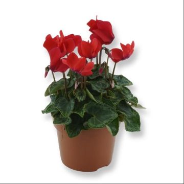 Cyclamen Red 2