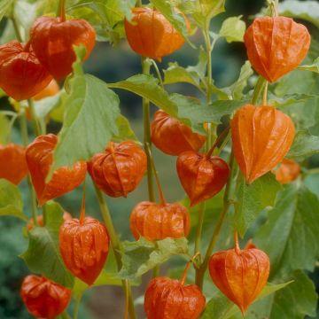 Physalis alkekengi