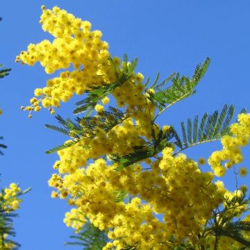 Acacia 3761