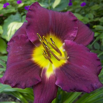 Hemerocallis Bela Lugosi