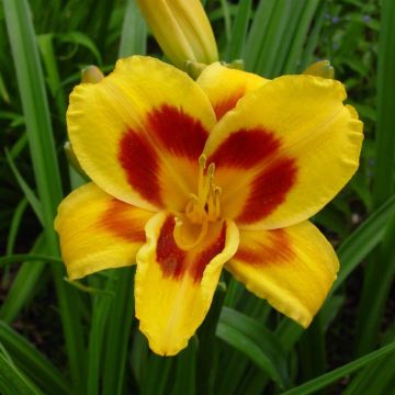 Hemerocallis Black Eyed Susan