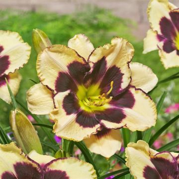 Hemerocallis Celebration Of Angels Bare