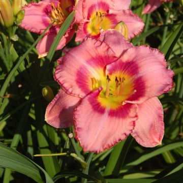 Hemerocallis Dress Pink