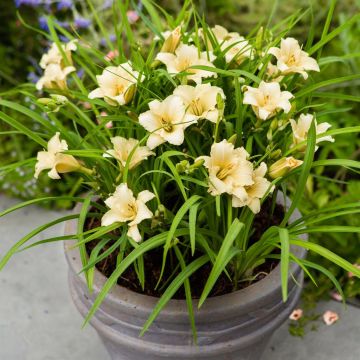 Hemerocallis EveryDaylily Cream Bare roo