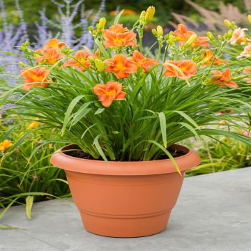 Hemerocallis EveryDaylily Orange Bare ro