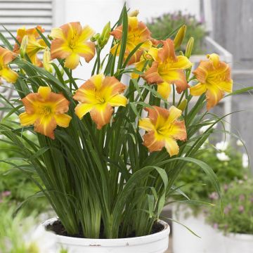 Hemerocallis EveryDaylily Punch Yellow B