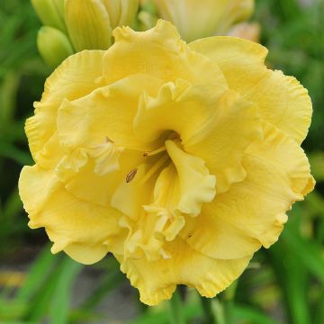 Hemerocallis Forever Yung