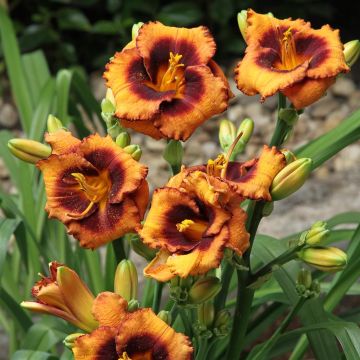 Hemerocallis Madeline Nettles Eyes Bare