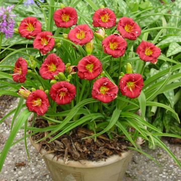 Hemerocallis Siloam Grace Stamile Bare r