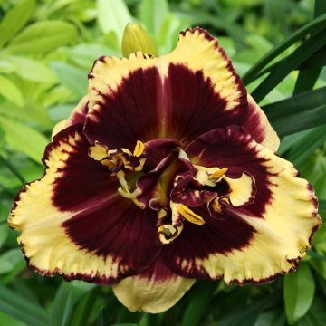 Hemerocallis Tiger Blood