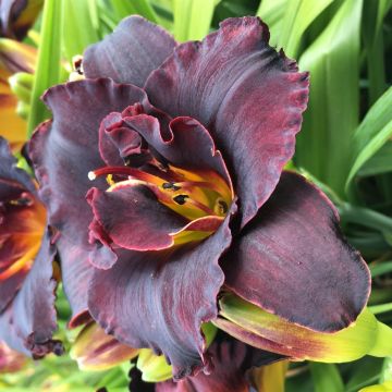 Hemerocallis Voodoo Dancer