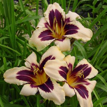 Hemerocallis Wild Horses