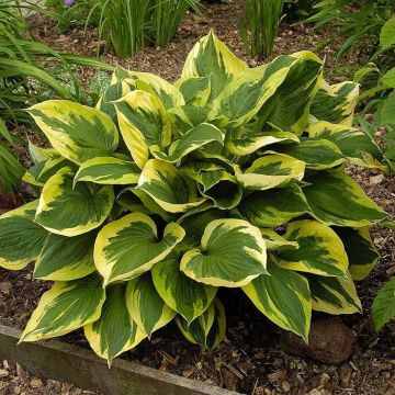 Hosta Anne