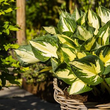 Hosta Colored Hulk