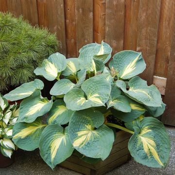 Hosta Dream Weaver