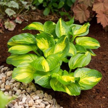 Hosta Emerald Charger