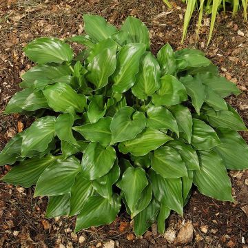 Hosta Invincible