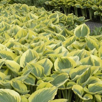 Hosta Liberty