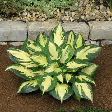 Hosta Morning Star