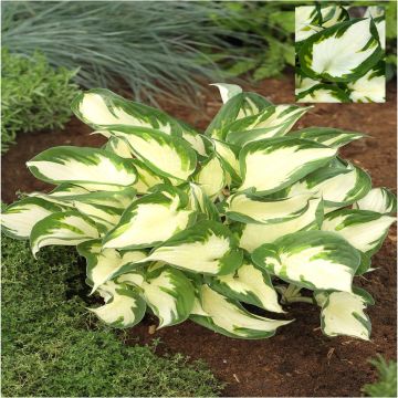 Hosta Paul Revere