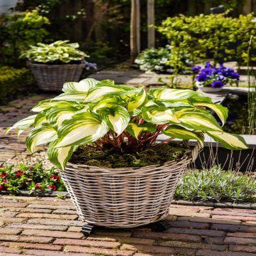 Hosta Raspberry Sundae