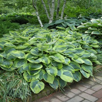 Hosta Tokudama Flavocircinalis Bare roo