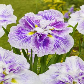 Iris Ensata Dinner Plate Cheese Cake Bar