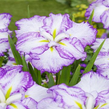 Iris Ensata Dinner Plate Tiramisu Bare r