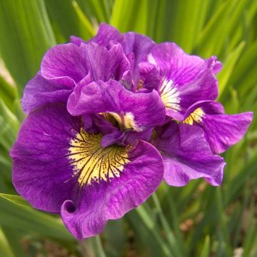 Iris sibirica Double Standard x 3