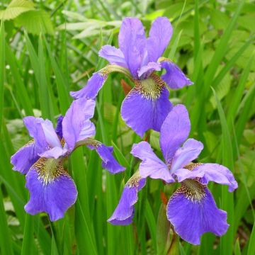 Iris sibirica Happy Returns x 3