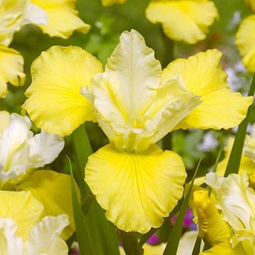 Iris sibirica Kiss The Girl x 3