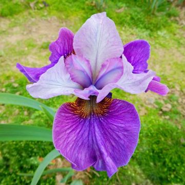 Iris sibirica Light of Heart