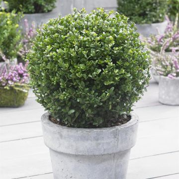Ilex Crenata Luxus Globe ball