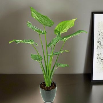 Alocasia Cucullata 17 cm