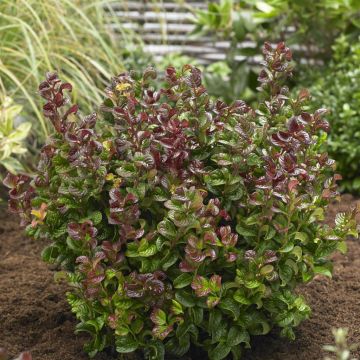 Leucothoe axillaris Curly Red 17cm