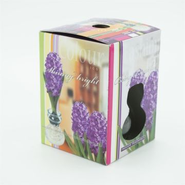 Paarse Hyacinth met glas