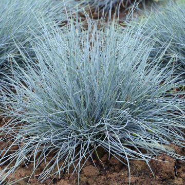Festuca Glauca Elijah Blue Zwenkgras P7