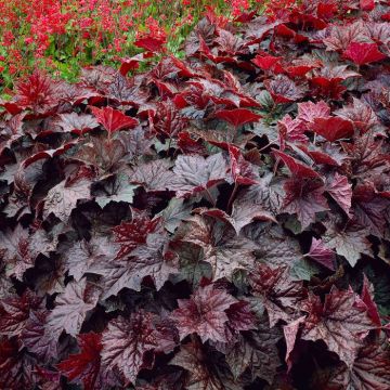Heuchera Purple Palace Purperklokje x 3