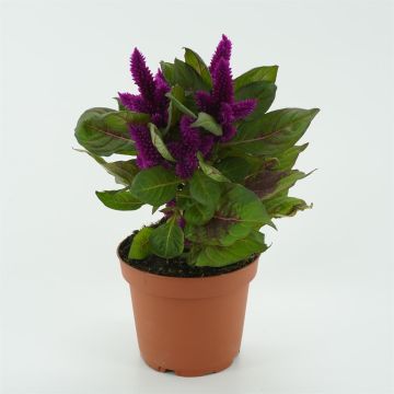Celosia Paars