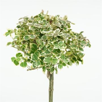 Emerald Gaiety op Stam